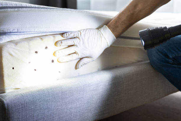 Best Wasp Removal Services  in Seven Mile, AZ