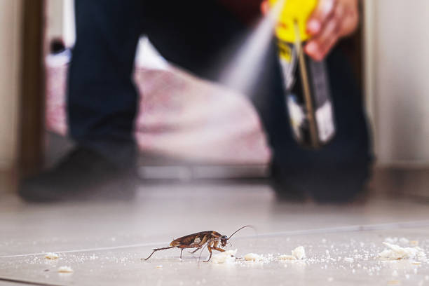 Best Best Pest Control Companies  in Seven Mile, AZ