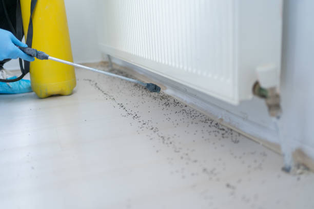 Best Bed Bug Extermination  in Seven Mile, AZ